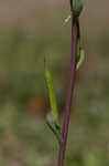 Smallflower fumewort